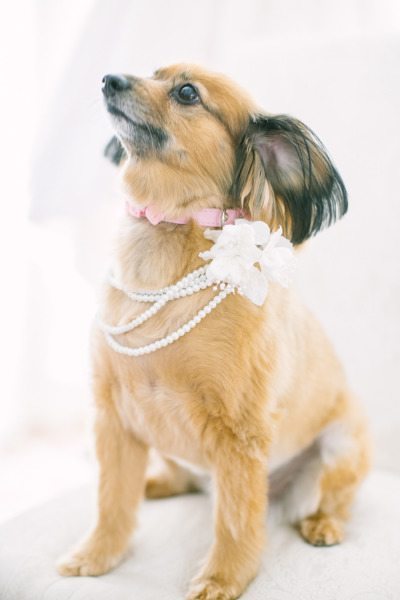 Dogs in Weddings