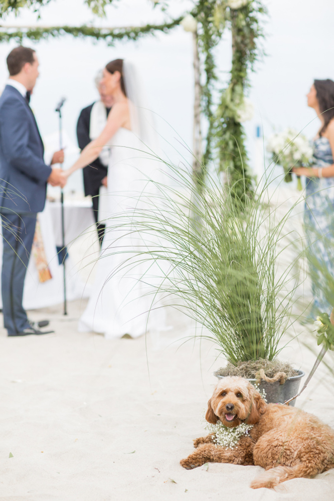 Incorporating Your Pup at Your Wedding | PreOwnedWeddingDresses.com