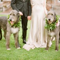 Incorporating Your Pup at Your Wedding | PreOwnedWeddingDresses.com