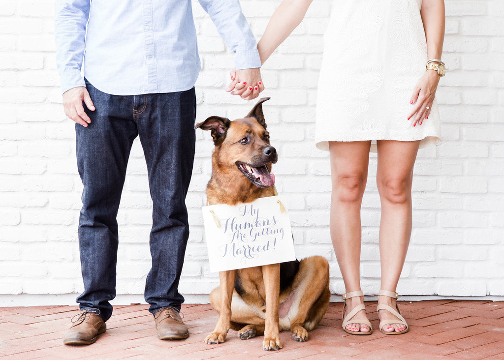 Incorporating Your Pup at Your Wedding | PreOwnedWeddingDresses.