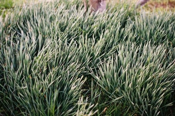 engagement-photo-green-grass-tennessee-600×399