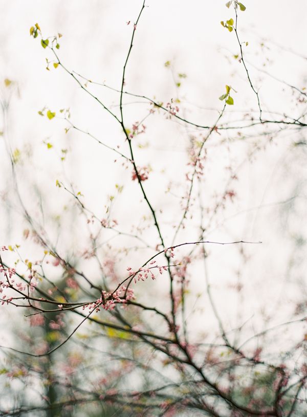 pink-spring-buds-blossoms-branches-march