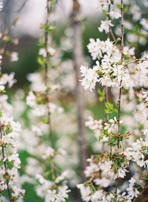 spring-blossoms-white