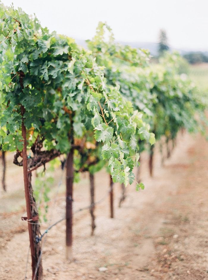 16-fall-vineyard-wedding