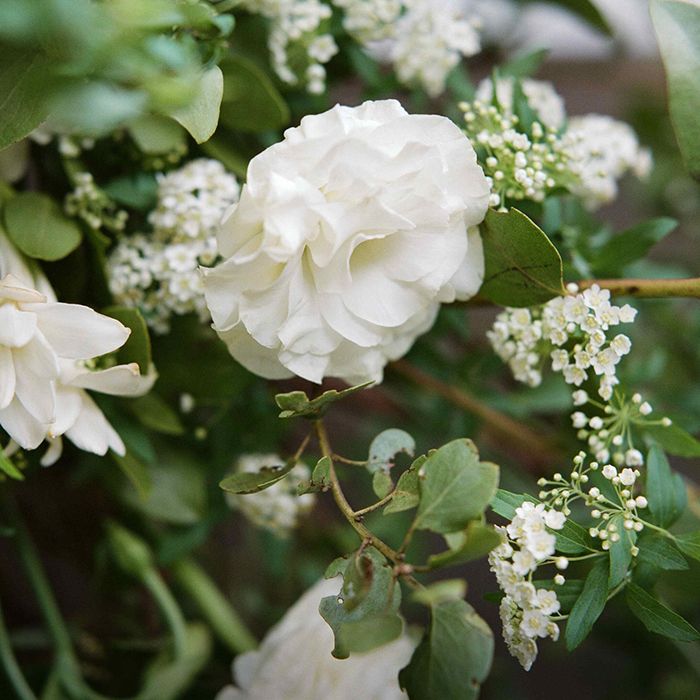 6-white-rose-celsia-floral