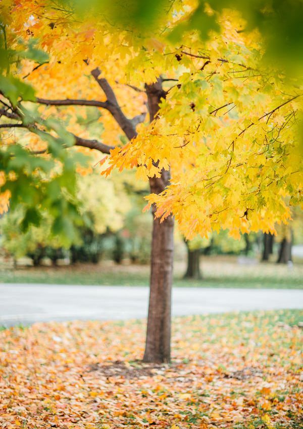 6-yellow-leaves-fall