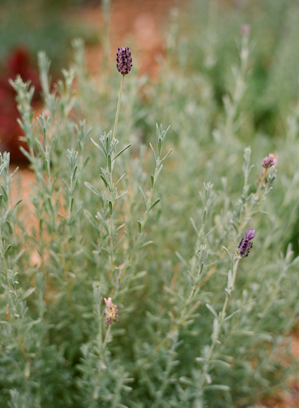 austin-gros-california-wedding-lavender16