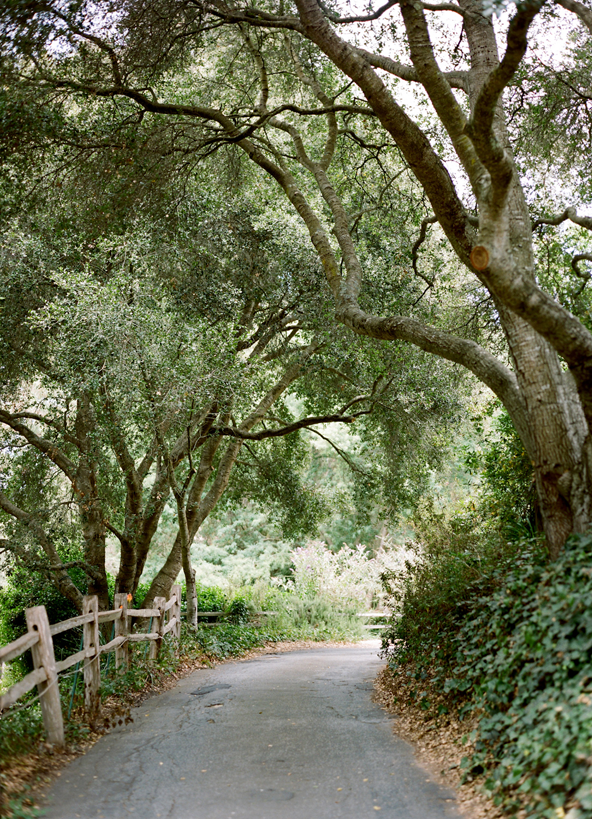 austin-gros-california-wedding-trees7
