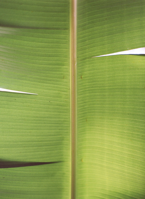 banana-leaf-jamaica
