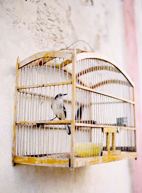 Cuba Bird In Cage