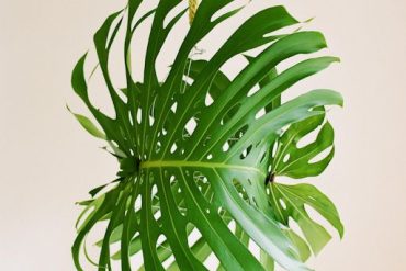 Giant Tropical Leaf Pendant Light