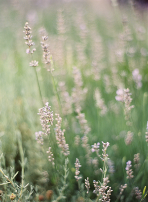 lavender-wedding-fields