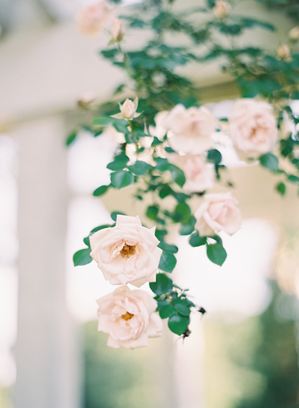 light-pink-wedding-garden-roses