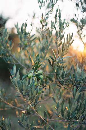 olive-branch-wedding-ideas