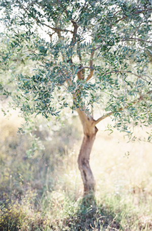 olive-branch-wedding-inspiration