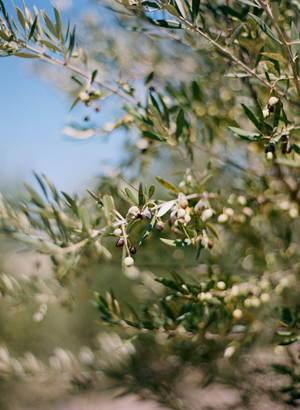 olive-grove-wedding
