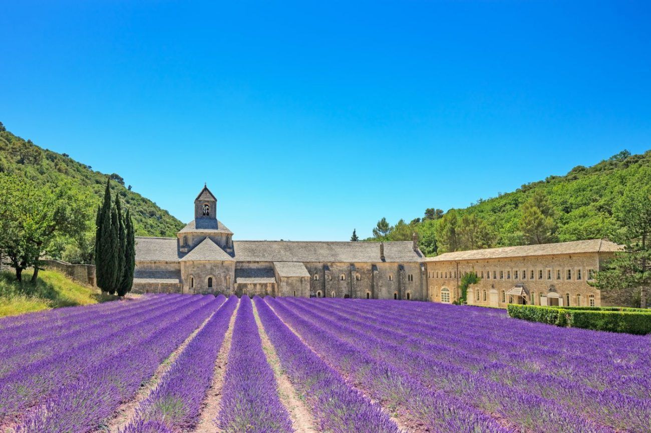 Abbey of Senanque blooming lavender flowers. Gordes, Luberon, Provence, France.