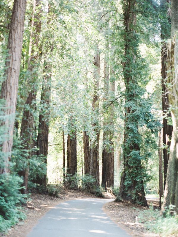 redwoods-drive-road-big-sur-forest