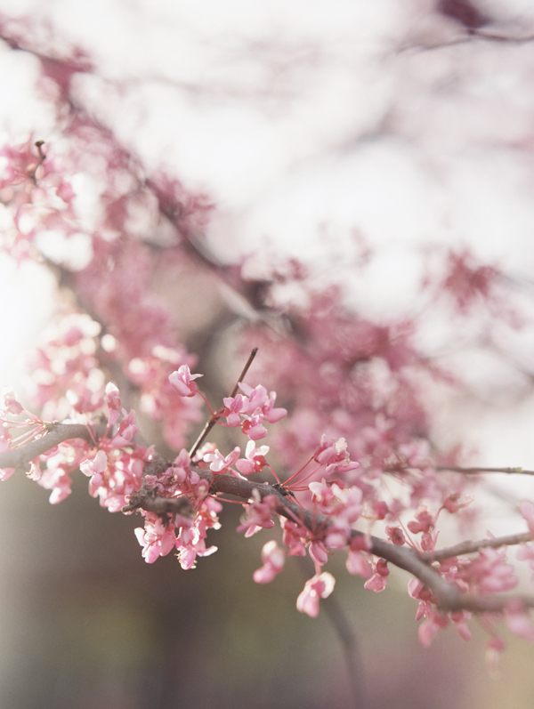 spring-cherry-blossom
