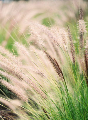 wheat-field-wedding-ideas