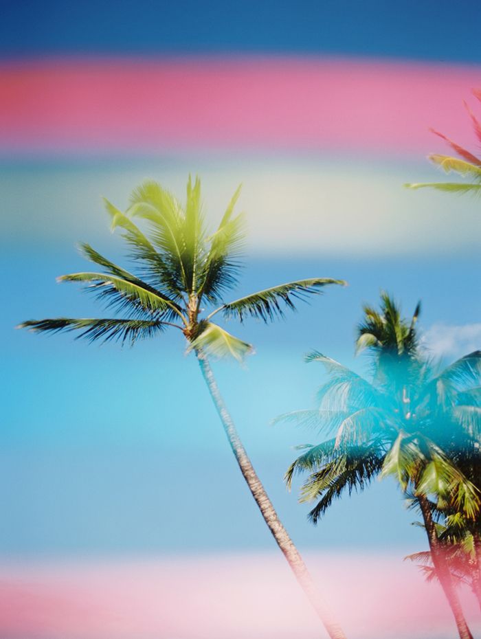 14-rainbow-palm-trees-wendy-laurel-photography