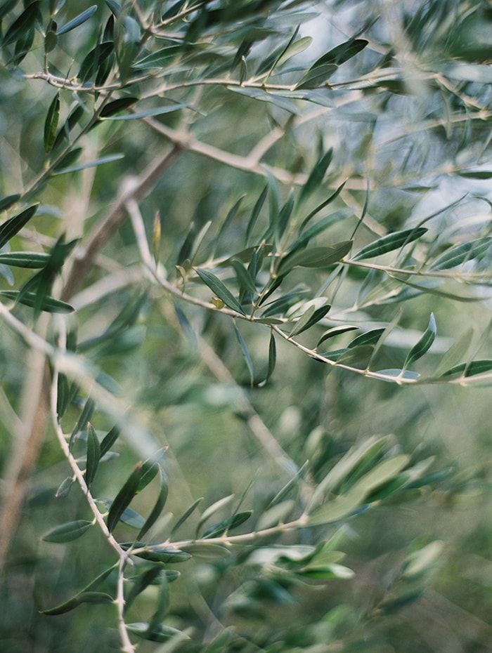 2-olive-wedding-greenery