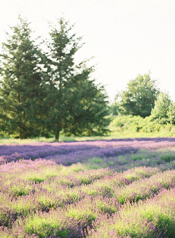 29-spring-lavender-fields