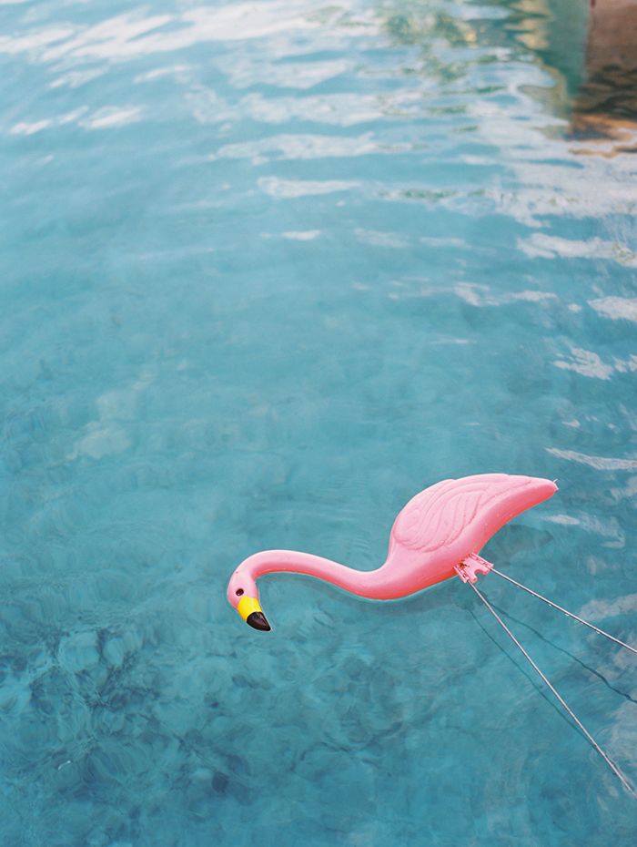 6-summer-photography-pink-flamingo