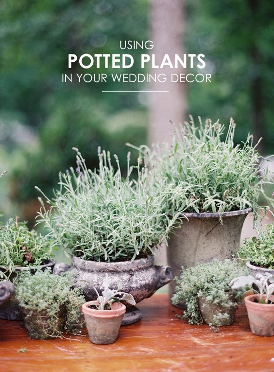 Potted Plants 1