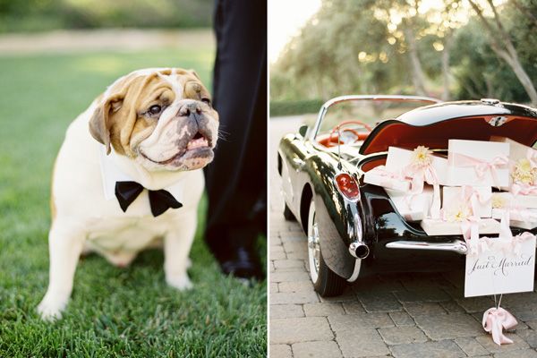bulldog-tux-wedding-day