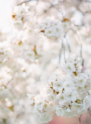 cherry-blossom-film-photos