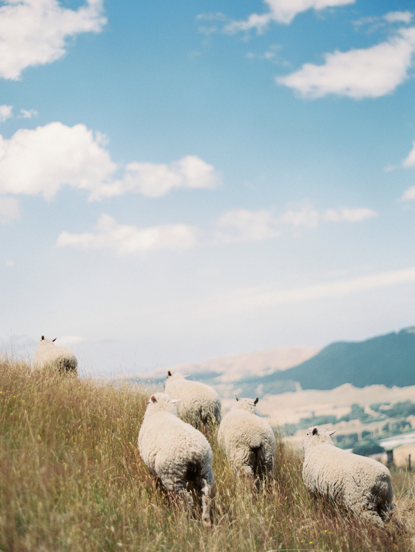 new-zealand-landscape-sheep