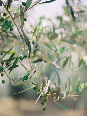 olive-branch-2