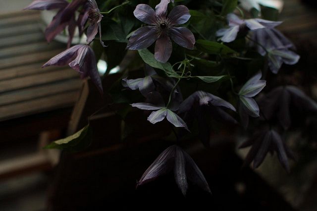 Purple Wedding Flower Ideas