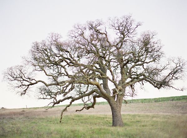 Santa Ynez Oak Tree