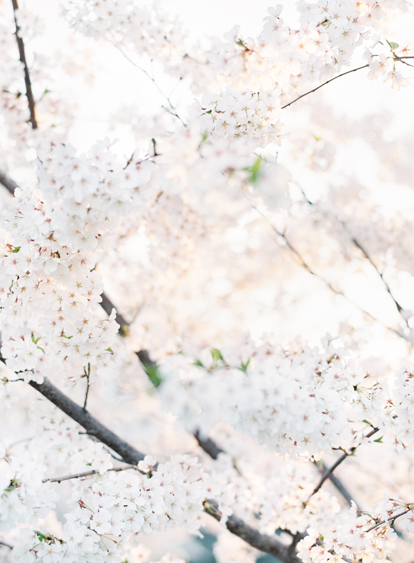 spring-cherry-blossom