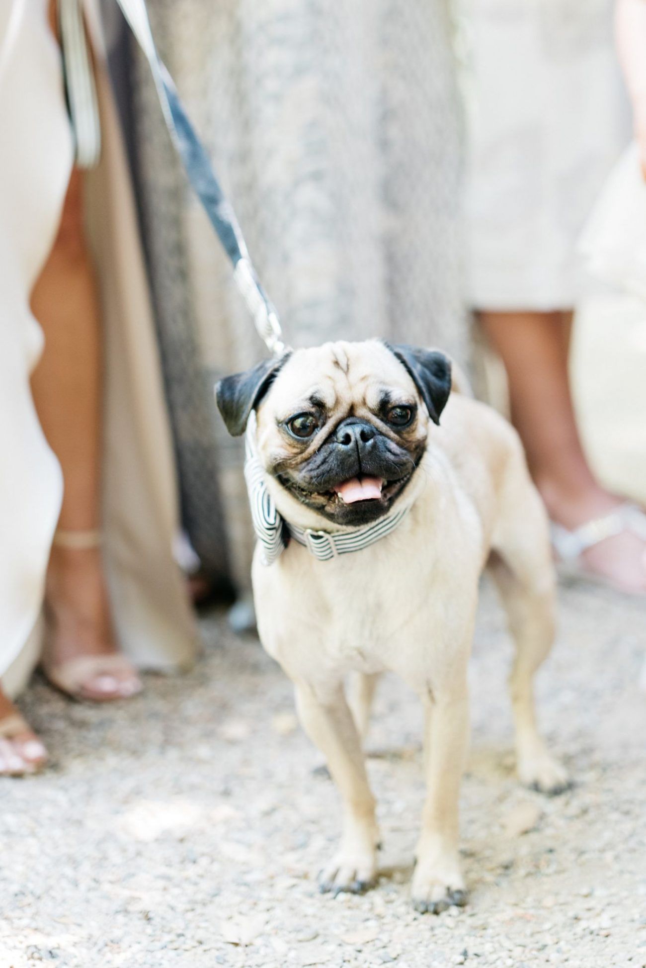 15dogsinweddingideas PreOwned Wedding Dresses